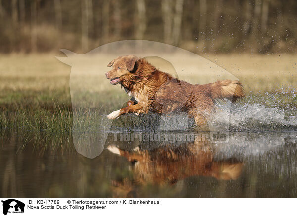 Nova Scotia Duck Tolling Retriever / Nova Scotia Duck Tolling Retriever / KB-17789