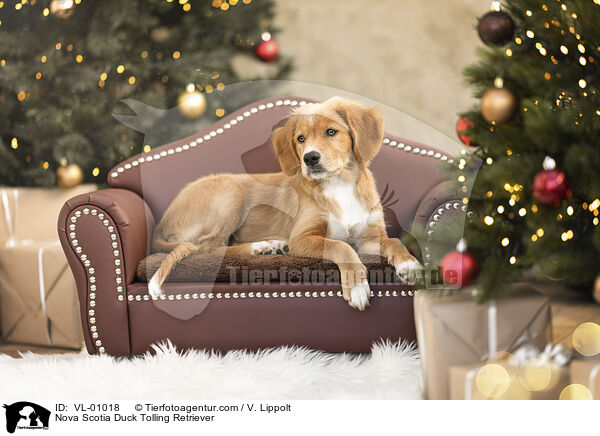 Nova Scotia Duck Tolling Retriever / Nova Scotia Duck Tolling Retriever / VL-01018