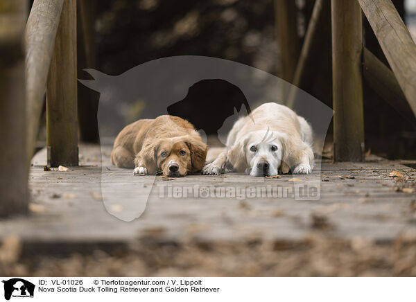 Nova Scotia Duck Tolling Retriever und Golden Retriever / Nova Scotia Duck Tolling Retriever and Golden Retriever / VL-01026