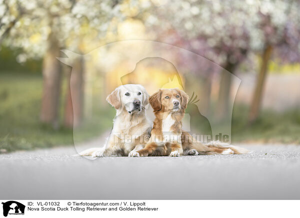 Nova Scotia Duck Tolling Retriever und Golden Retriever / Nova Scotia Duck Tolling Retriever and Golden Retriever / VL-01032