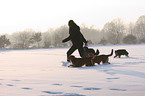 walking with dogs