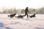 walking with dogs