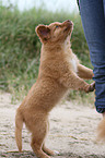 Nova Scotia Duck Tolling Retriever Puppy