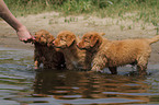 Nova Scotia Duck Tolling Retriever Puppies