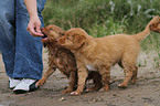Nova Scotia Duck Tolling Retriever Puppies