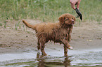 Nova Scotia Duck Tolling Retriever Puppy