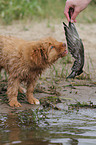 Nova Scotia Duck Tolling Retriever Puppy