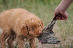 Nova Scotia Duck Tolling Retriever Puppy