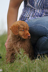 Nova Scotia Duck Tolling Retriever Puppy