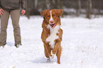 Nova Scotia Duck Tolling Retriever