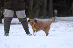 Nova Scotia Duck Tolling Retriever Puppy