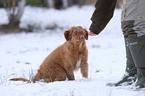 Nova Scotia Duck Tolling Retriever Puppy