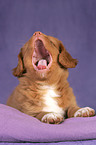 Toller Puppy