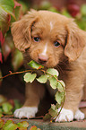 Toller Puppy