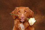 Nova Scotia Duck Tolling Retriever Portrait