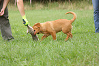 Toller Puppy