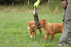 Toller Puppies