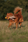 playing Toller