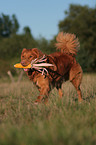 playing Toller