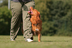 Toller at Obedience