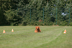 Toller at Obedience