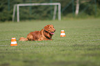Toller at Obedience