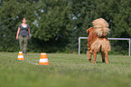 Toller at Obedience
