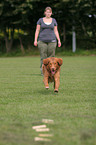 Toller at Obedience