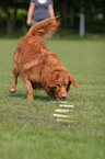 Toller at Obedience