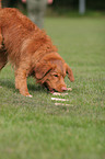 Toller at Obedience