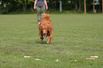 Toller at Obedience