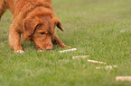 Toller at Obedience