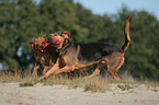 playing dogs