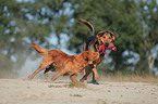 playing dogs