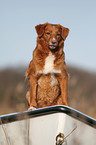 sitting Toller