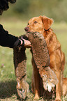 retrieving toller