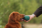 Nova Scotia Duck Tolling Retriever Portrait