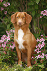 sitting Nova Scotia Duck Tolling Retriever
