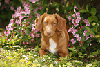 lying Nova Scotia Duck Tolling Retriever