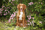 sitting Nova Scotia Duck Tolling Retriever