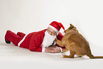 Nova Scotia Duck Tolling Retriever and Santa