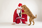 Nova Scotia Duck Tolling Retriever and Santa