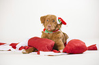 Nova Scotia Duck Tolling Retriever at christmas