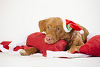 Nova Scotia Duck Tolling Retriever at christmas