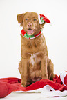 Nova Scotia Duck Tolling Retriever at christmas