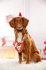 sitting Nova Scotia Duck Tolling Retriever