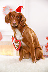 sitting Nova Scotia Duck Tolling Retriever
