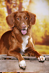 lying Nova Scotia Duck Tolling Retriever