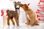 Nova Scotia Duck Tolling Retriever Puppy