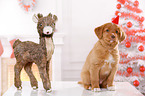 Nova Scotia Duck Tolling Retriever Puppy